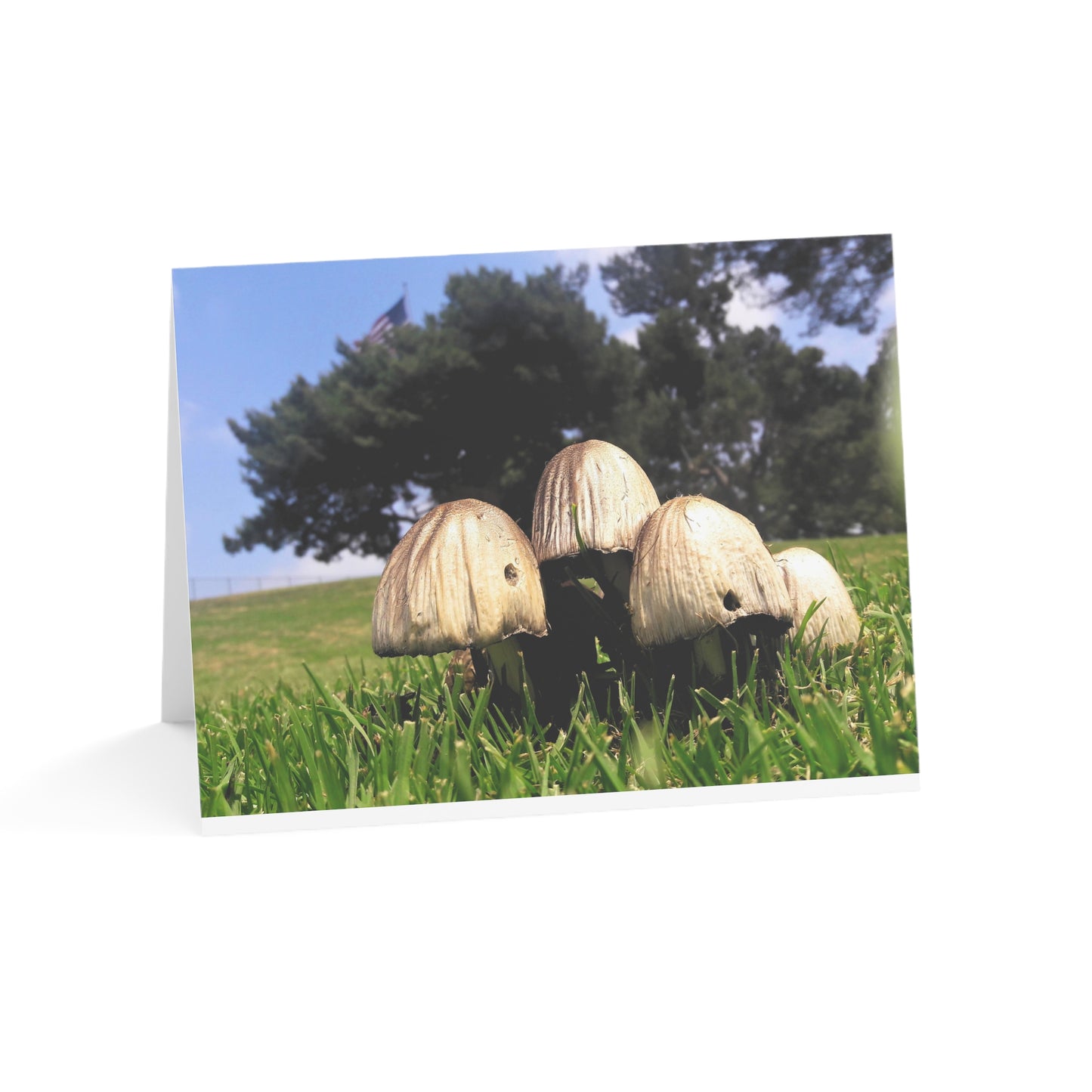 Mushroom Original Photo Print Blank Greeting Cards (1, 10, 30, and 50pcs) Nature Lover Art Card Thank You Notes Thinking of You Custom Greetings