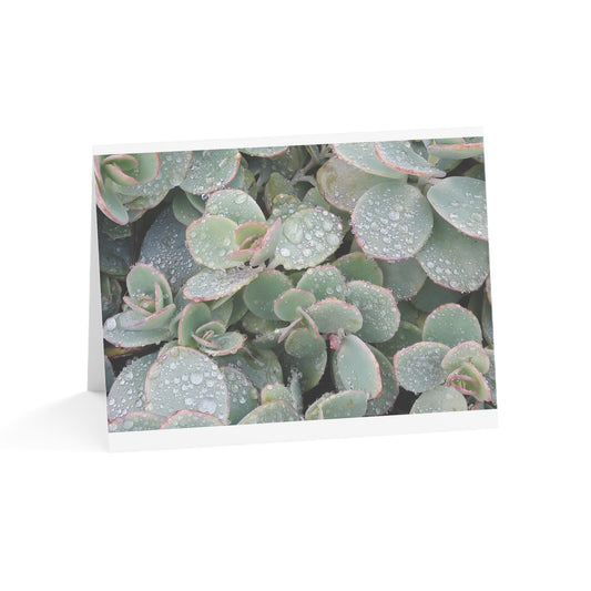 Succulent Rain Drops Blank Greeting Cards (1, 10, 30, and 50pcs) Nature Lover Art Card Thank You Thinking of You Custom Greeting Card
